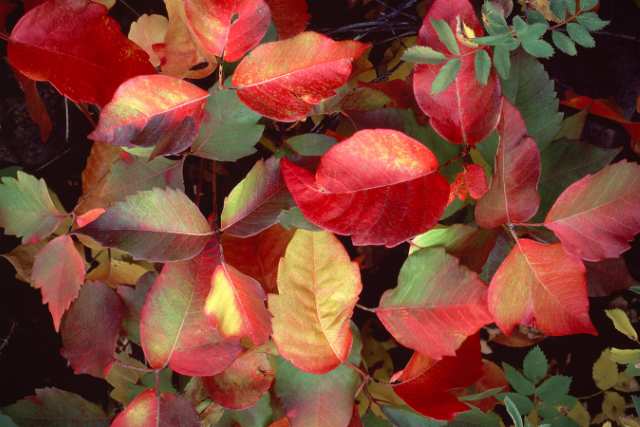poison oak